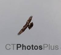 Hawk in flight IMG 2021c