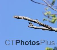 Hummingbird IMG 2902