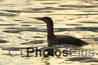 Juvenile Red-throated Loon Winter plummage U82A8630