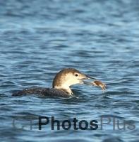 Loon with crab breakfast U82A9727c