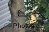 Male Downey Woodpecker 110