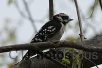Male Downy Woodpecker IMG 9999 128c