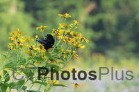 Male Redwinged Blackbird IMG 6022