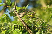 Male common yellow throat with immature U82A3606
