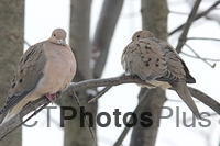 Mourning Doves 026