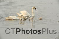 Mute Swan Family U82A2205
