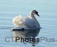 Mute Swan IMG 9609c