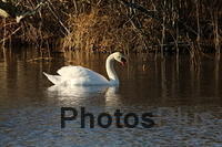 Mute Swan IMG 9999 132
