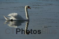 Mute Swan IMG 9999 249