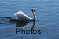 Mute Swan IMG 9999 48