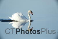 Mute Swan Reflected U82A0458