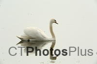 Mute Swan Reflected U82A2963