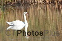 Mute Swan Reflected IMG 3061