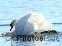 Mute Swan U82A7663c
