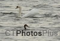 Mute Swan and Double-crested Cormorant with fish U82A8540c
