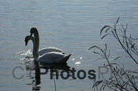 Mute Swan pair IMG 9999 139