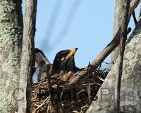 Nesting Robin U82A0535c