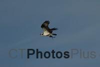 Osprey in flight nest building IMG 9999 243c