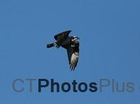 Osprey in flight over Trustom IMG 7487c