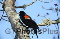 Red-Winged Blackbird U82A0493