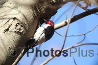 Red-headed Woodpecker U82A7786