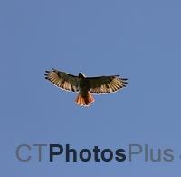 Red-tail hawk IMG 7124