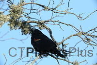 Red-winged Blackbird U82A0170