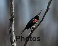Red-winged Blackbird U82A0602