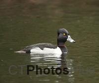 Ring-necked Duck U82A0852c