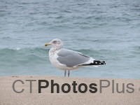 Ringbilled Gull Charleston IMG 0064