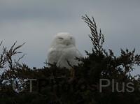 Snowy Owl (male) sitting in a tree IMG 9999 171c