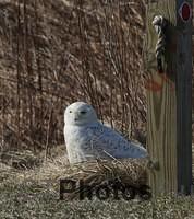 Snowy Owl IMG 9999 291c