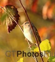 Field Sparrow IMG 8526c