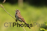 Song Sparrow IMG 0025
