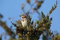 Song Sparrow IMG 9999 105c