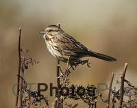 Song Sparrow U82A7006c