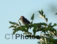 Swamp sparrow with breakfast U82A3294c