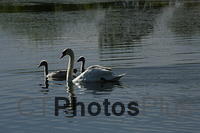 Swan Family IMG 9999 239