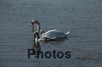 Swan Family IMG 9999 251