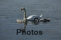 Swan Family IMG 9999 258