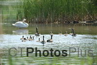 Swan Geese and gosslings U82A1909
