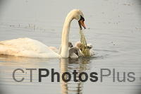 Swan Mom (Pen) and cygnets U82A2212
