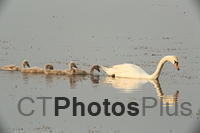 Swan Mom (Pen) and cygnets U82A2256
