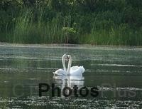 Swan heart U82A1708