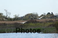 Swans in flight U82A1077