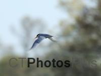 Tern in flight U82A1085c