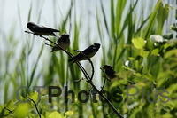 Tree Swallow Fledglings IMG 9999 203