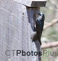 Tree Swallow IMG 2136