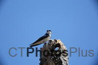 Tree Swallow U82A0570