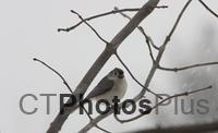 Tufted Titmouse during Nemo 050